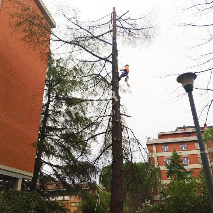 Lavoro di abbattimento alberi – Arborcat