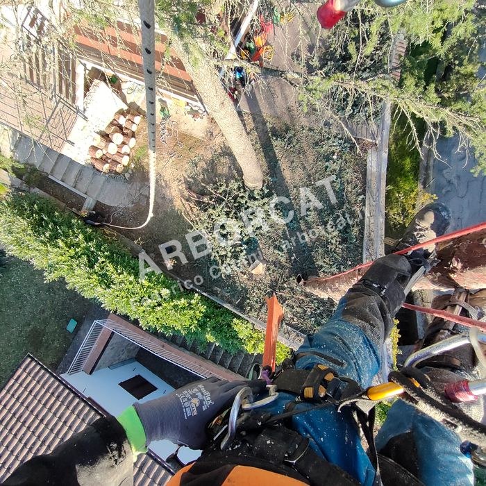 Lavoro di abbattimento alberi – Arborcat