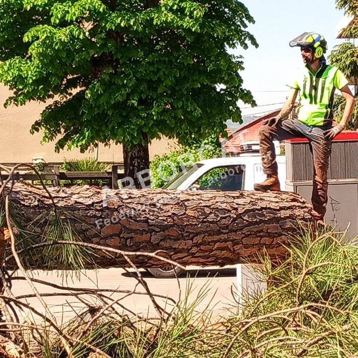 Lavoro di abbattimento alberi – Arborcat