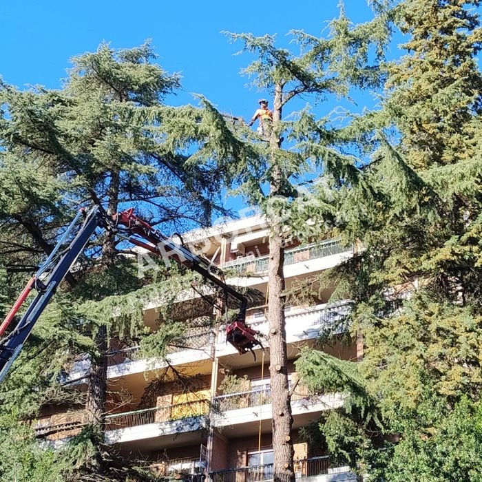 Lavoro di abbattimento alberi – Arborcat