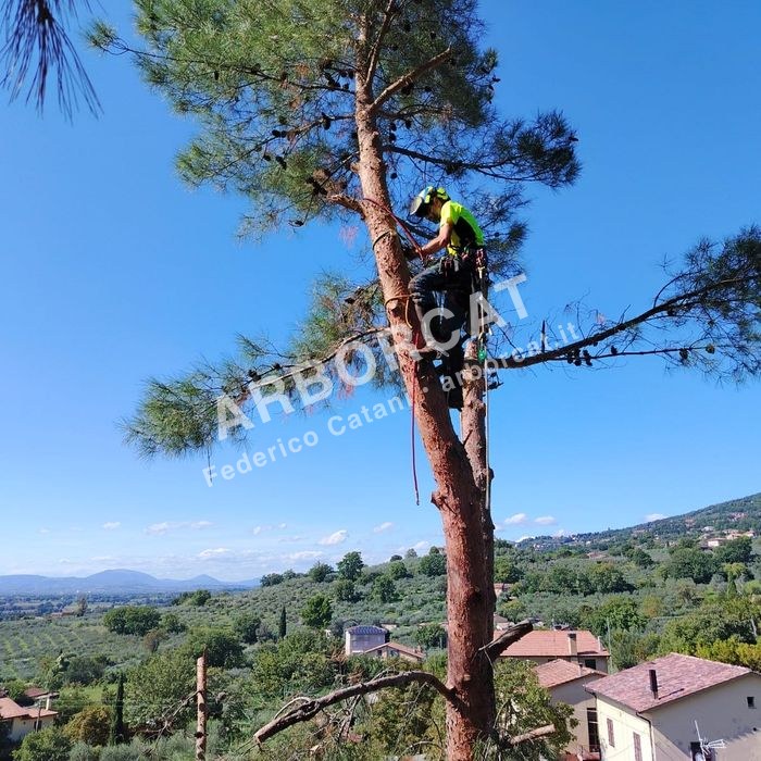 Lavoro di abbattimento alberi – Arborcat