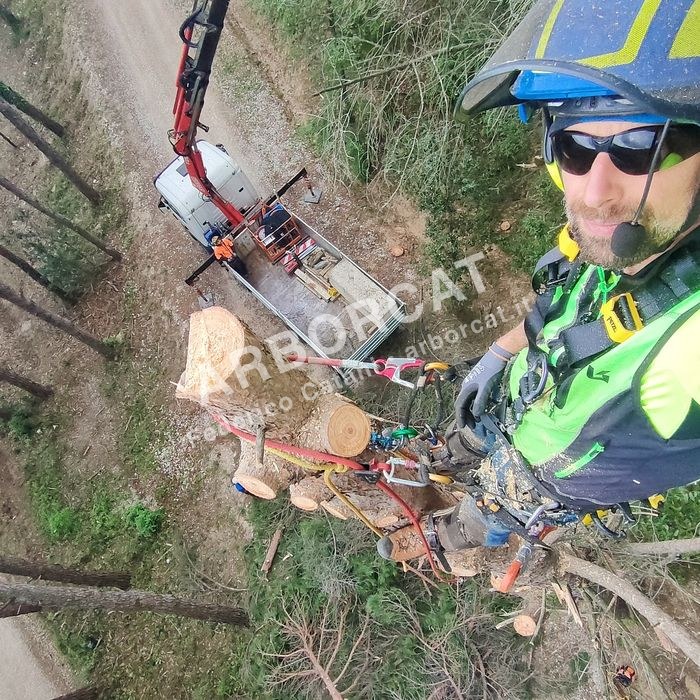 Lavoro di abbattimento alberi – Arborcat