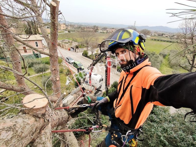 Lavoro di abbattimento alberi – Arborcat