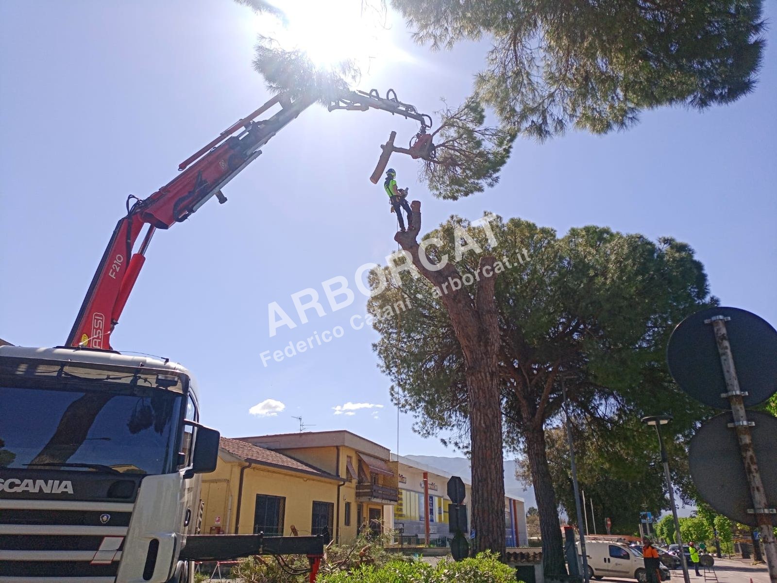Abbattimento Alberi Controllato