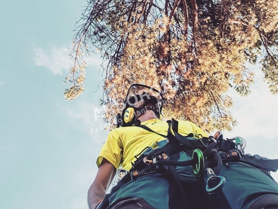 Dispositivi di protezione individuale e imbracatura per tree climbing
