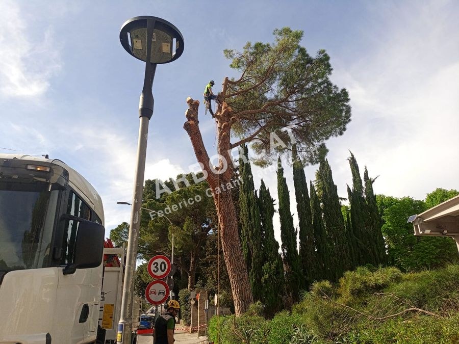 Sinergia di squadra Arborcat tra terra e quota