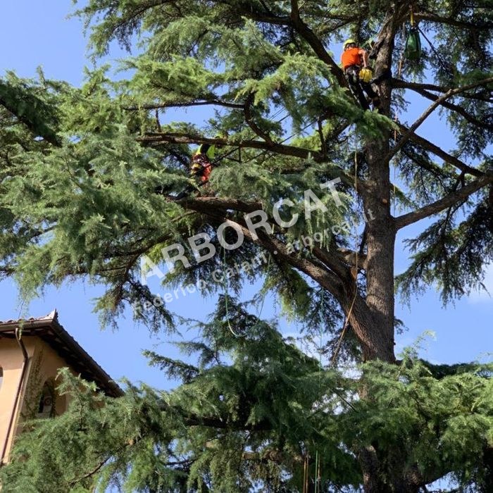 Lavoro di cablaggio alberi – Arborcat