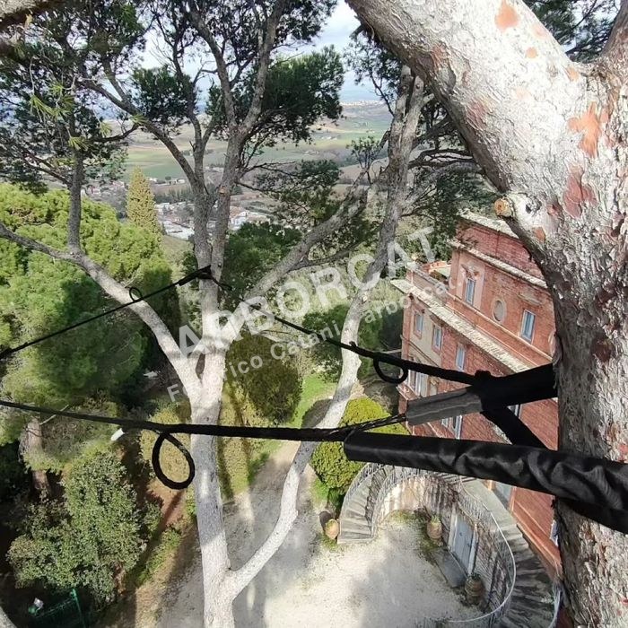 Lavoro di cablaggio alberi – Arborcat