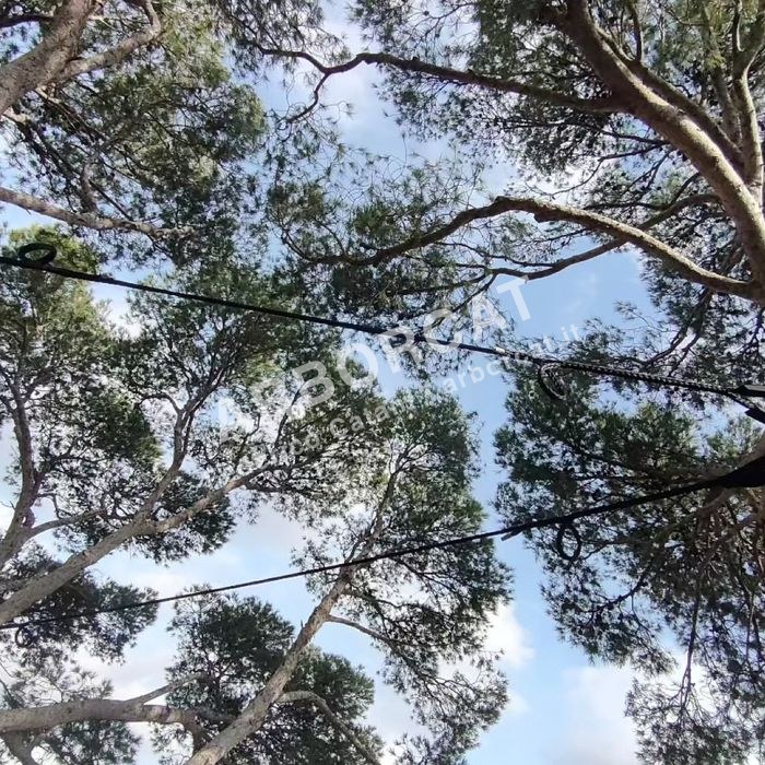 Lavoro di cablaggio alberi – Arborcat