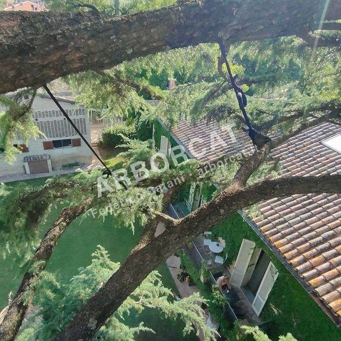 Lavoro di cablaggio alberi – Arborcat