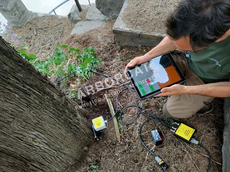 Rilevazione stabilità albero sul campo