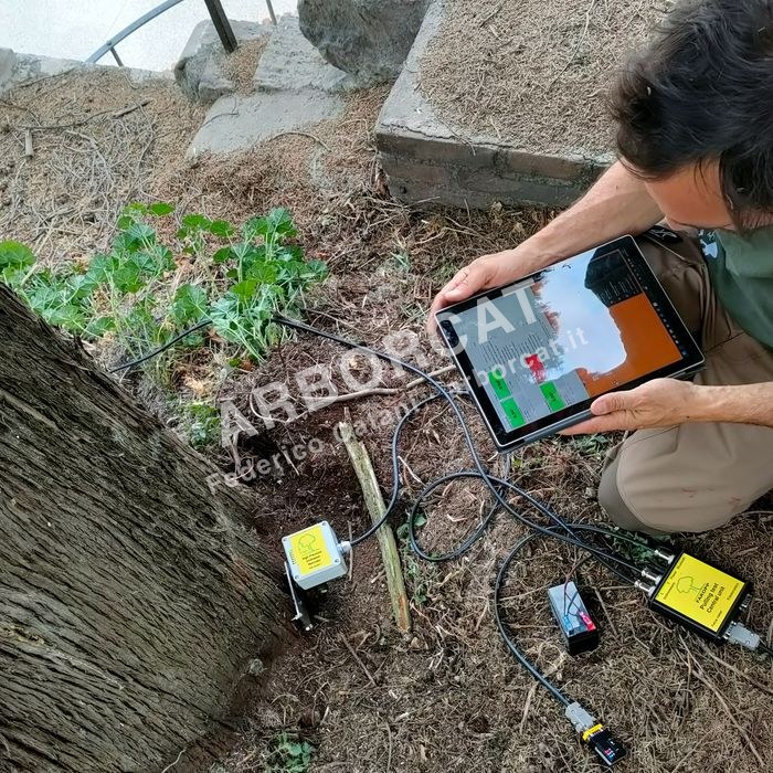 Rilievo stabilità albero 2