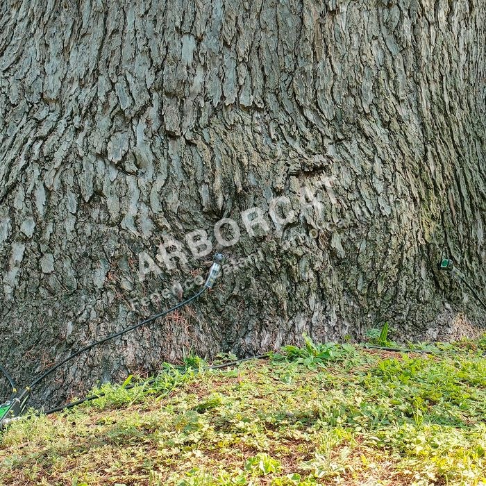 Rilievo stabilità albero 4