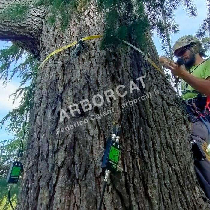 Rilievo stabilità albero 5