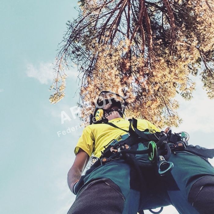 Arboricoltore Arborcat equipaggiato con imbracatura per lavoro in quota