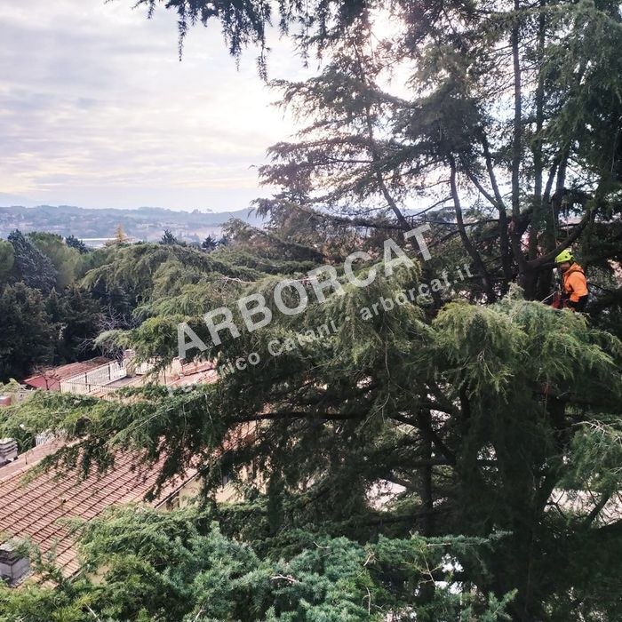 Potatura di diradamento ed eliminazione del secco su grande cedro