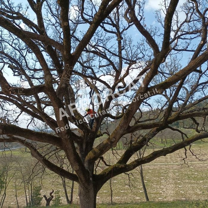 Arboricoltore posizionato all'interno della chioma di una quercia centenaria
