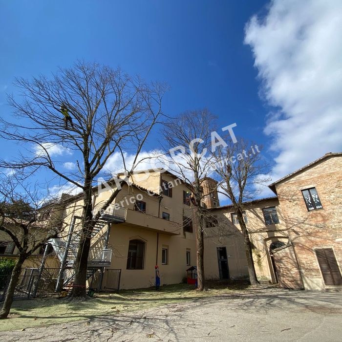 Potatura di contenimento e riapertura dei franchi in cortile urbano