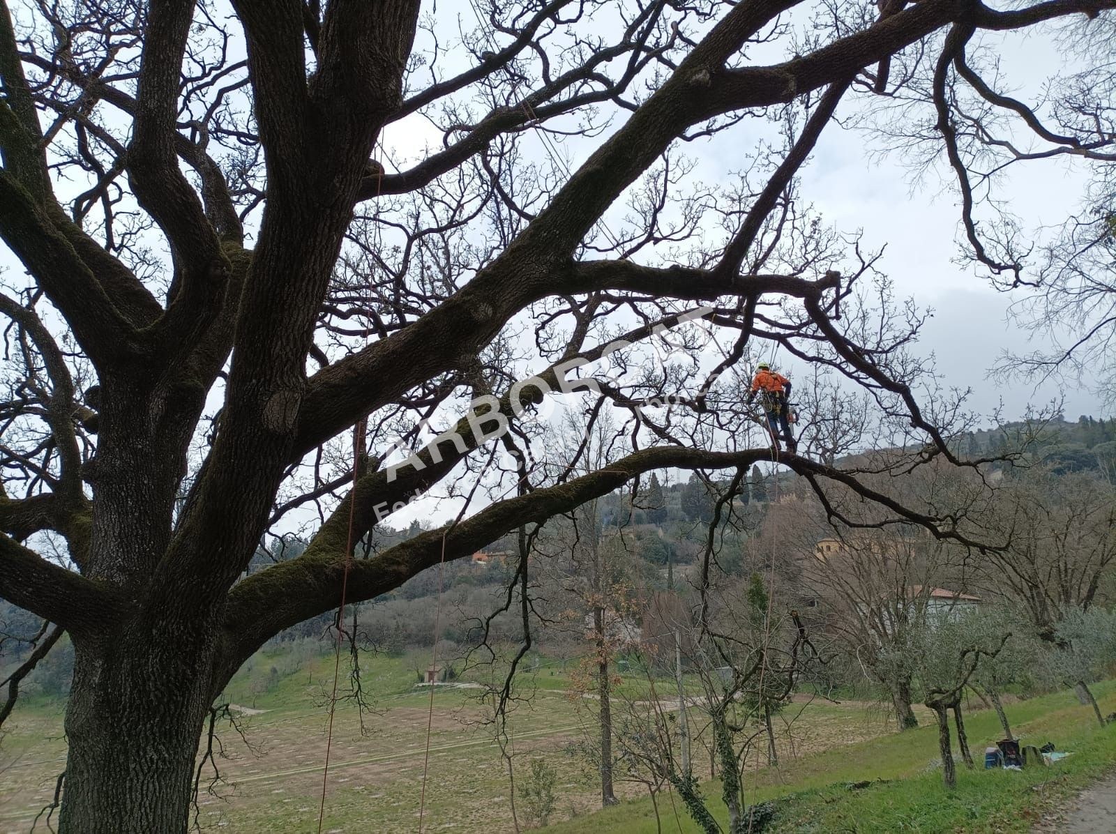 Potatura Alberi Arborcat