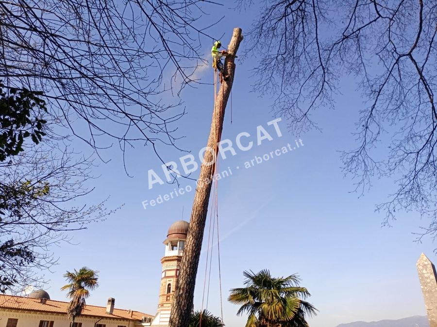 Lavoro di tree climbing – Arborcat