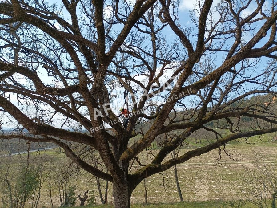 Arboricoltore nel cuore della chioma di una quercia
