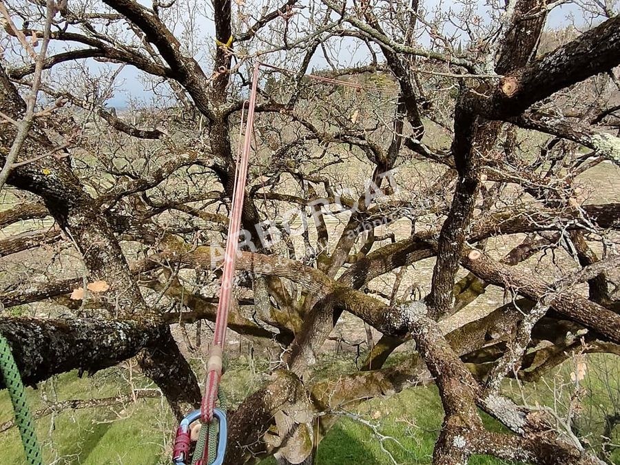 Attrezzatura da tree climbing, funi e carrucole